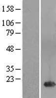 C4orf32 Protein (Over-Expression Lysate Myc-DDK (Flag))
