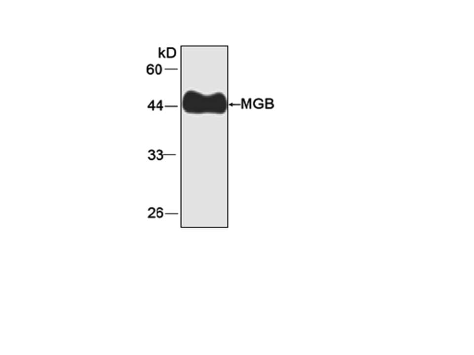 MB / Myoglobin Antibody