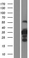 C1orf110 Protein (Over-Expression Lysate Myc-DDK (Flag))