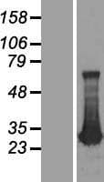 ADO Protein (Over-Expression Lysate Myc-DDK (Flag))