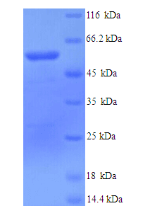 Mouse LOXL1 Protein (Recombinant His)