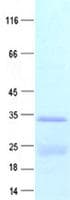 Human H2AFX / H2AX Protein (Recombinant Myc-DDK (Flag), C-terminus)