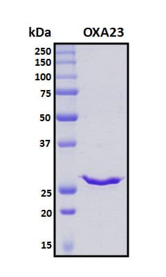 Acinetobacter baumannii Beta-lactamase OXA-23 Protein (Recombinant 6His, N-terminus)