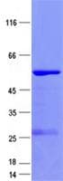 Human CCND3 / Cyclin D3 Protein (Recombinant GST, N-terminus + His, C-terminus)