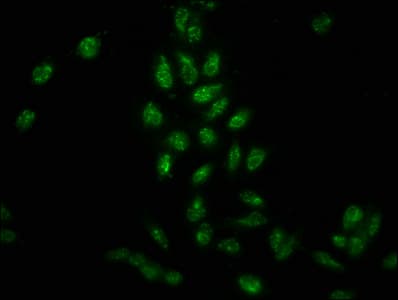HIST1H3A Antibody (phospho-Tyr41)