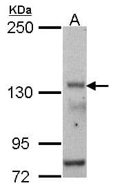 Polyclonal Rabbit anti-Human POLR3A Antibody (aa182-482, WB)