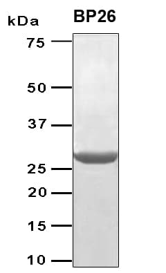 Brucella abortus bp26 Protein (Recombinant 6His, N-terminus)