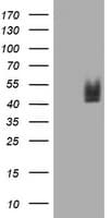 CD2 Antibody (clone OTI2C3)