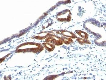 MUC6 / MUC-6 Antibody (clone SPM598)