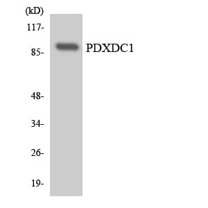 PDXDC1 Antibody (aa660-709)
