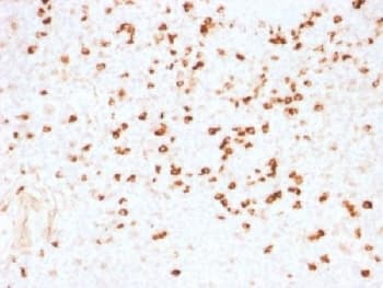 Lambda Light Chain Antibody (clone N10/2, Azide-free, BSA-free)