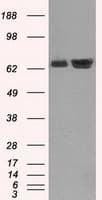 Heat Shock Protein 70 / HSPA1A Antibody (clone OTI1B2)