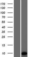 PET117 Protein (Over-Expression Lysate Myc-DDK (Flag))
