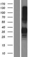 CLEC17A Protein (Over-Expression Lysate Myc-DDK (Flag))