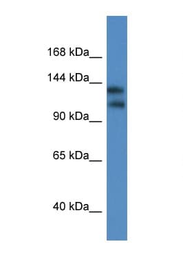 KCNT1 / KCa4.1 Antibody (aa706-755)