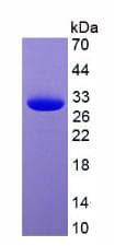 GFP Protein (Recombinant His, N-Terminal)