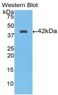TF / Transferrin Antibody (aa361-683, APC)
