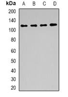 BAG6 / G3 / Scythe Antibody