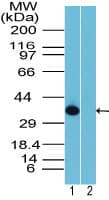 Rhox10 Antibody (aa90-104)