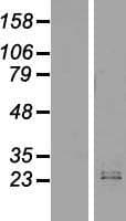 IFNW1 Protein (Over-Expression Lysate Myc-DDK (Flag))