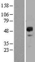 Human GFRA2 Protein (Over-Expression Lysate Myc-DDK (Flag))