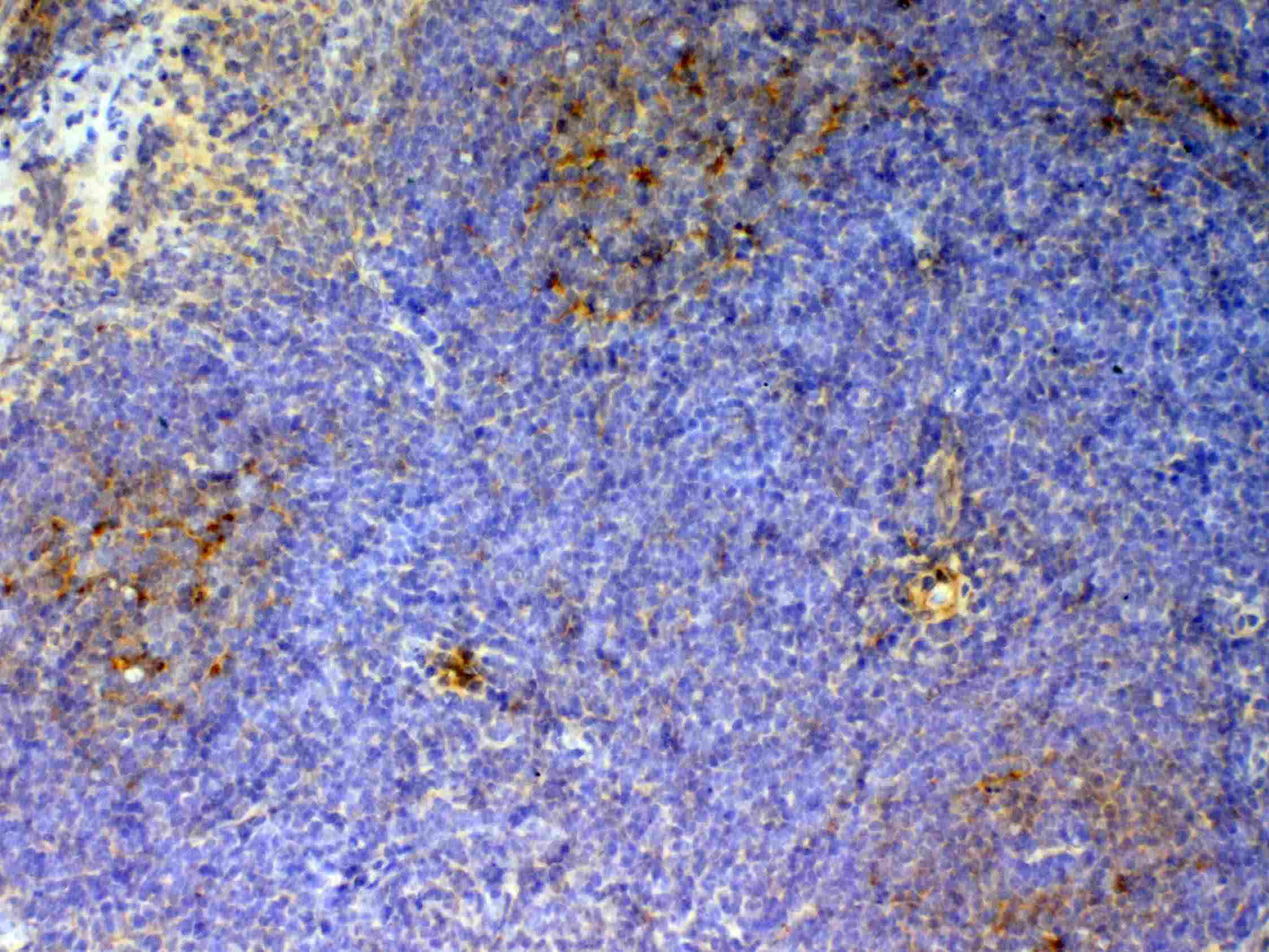 Polyclonal Rabbit anti-Mouse cd59a Antibody (IHC, WB)