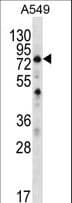 Polyclonal Rabbit anti-Human LCA3 / SPATA7 Antibody (aa374-401, WB)