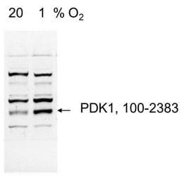 PDK1 Antibody (C-Terminus, DY488)