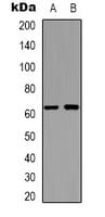 APPBP2 Antibody (Internal)