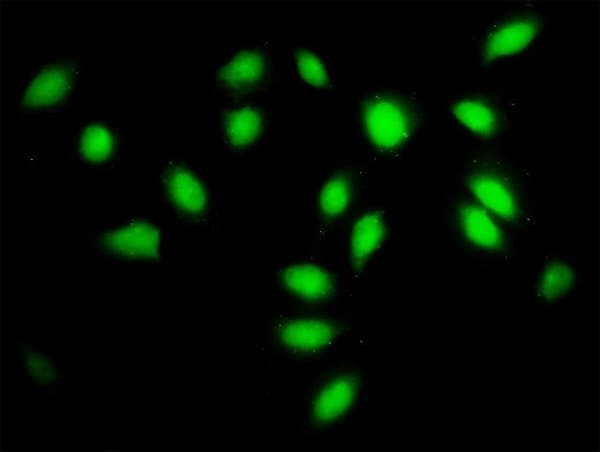 SF3A2 / SF3a66 Antibody (clone 3B6)