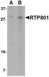 DDIT4 / REDD1 Antibody