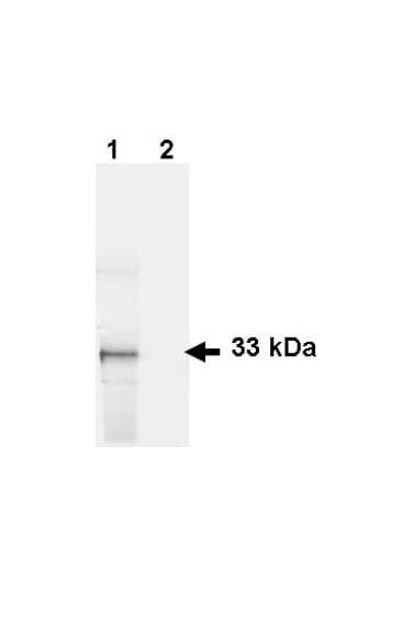 Polyclonal Goat anti-Aequorea victoria GFP Antibody (IHC, IF, WB)