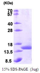 E. coli secB Protein (Recombinant)
