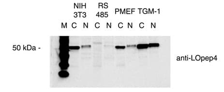 LOX / Lysyl Oxidase Antibody (aa135-155, DY650)