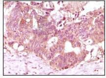 Monoclonal Mouse anti-Human FGF2 / Basic FGF Antibody (clone 2H5G2C11, IHC, WB)