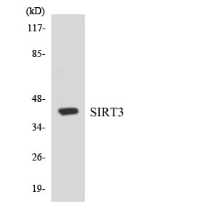 Polyclonal Rabbit anti-Human SIRT3 / Sirtuin 3 Antibody (aa346-395, WB)
