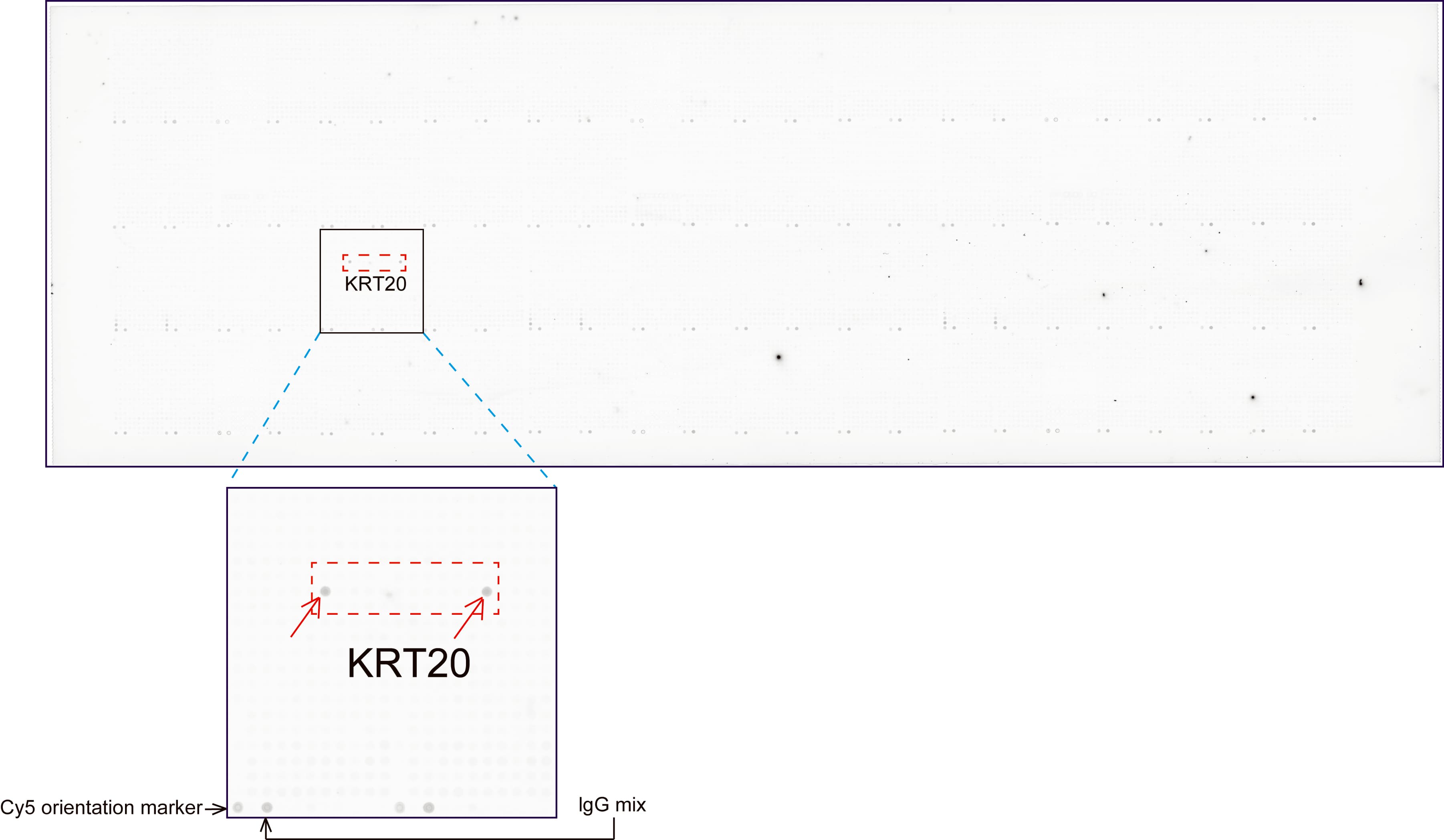 Monoclonal Mouse anti-Human KRT20 / CK20 / Cytokeratin 20 Antibody (clone UMAB172, Carrier-free, IHC, WB)