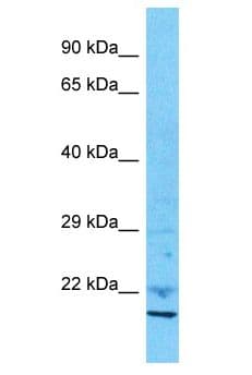 IAH1 Antibody (aa31-80)