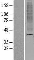 OR8A1 Protein (Over-Expression Lysate Myc-DDK (Flag))
