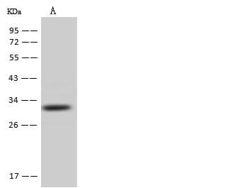 AUH Antibody