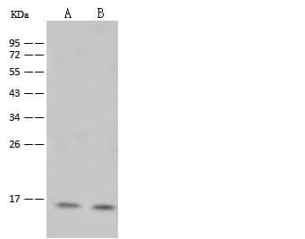 HIST1H2BB Antibody