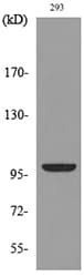 ENPP2 / Autotaxin Antibody