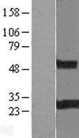 RGS19 Protein (Over-Expression Lysate Myc-DDK (Flag))