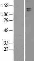 LEPR / Leptin Receptor Protein (Over-Expression Lysate Myc-DDK (Flag))