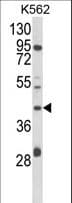 COQ3 Antibody (aa172-201)
