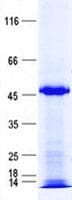 Human ZNF193 Protein (Recombinant His, N-Terminal)