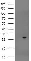 SOCS3 Antibody (clone OTI5D4)