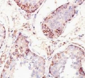 MAGEA1 / MAGE 1 Antibody (clone SPM282, Azide-free, BSA-free)