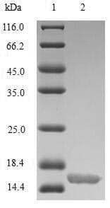 Human GLP1R / GLP-1 Receptor Protein (Recombinant 10His, N-terminus)