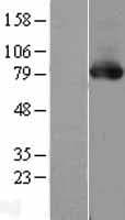 PRKCD / PKC-Delta Protein (Over-Expression Lysate Myc-DDK (Flag))